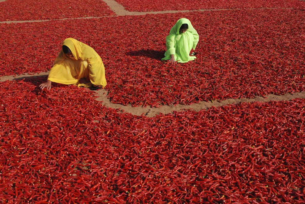 @SHIVJI JOSHI/National Geographic Your Shot Two women are shuffling red pepper which were wet by the dew drops last cold winter night in a village near Jodhpur,Rajasthan,India.Red peppers are plucked from plant and spread in field to dry for making spice powder.This spice powder enhances the taste of food.