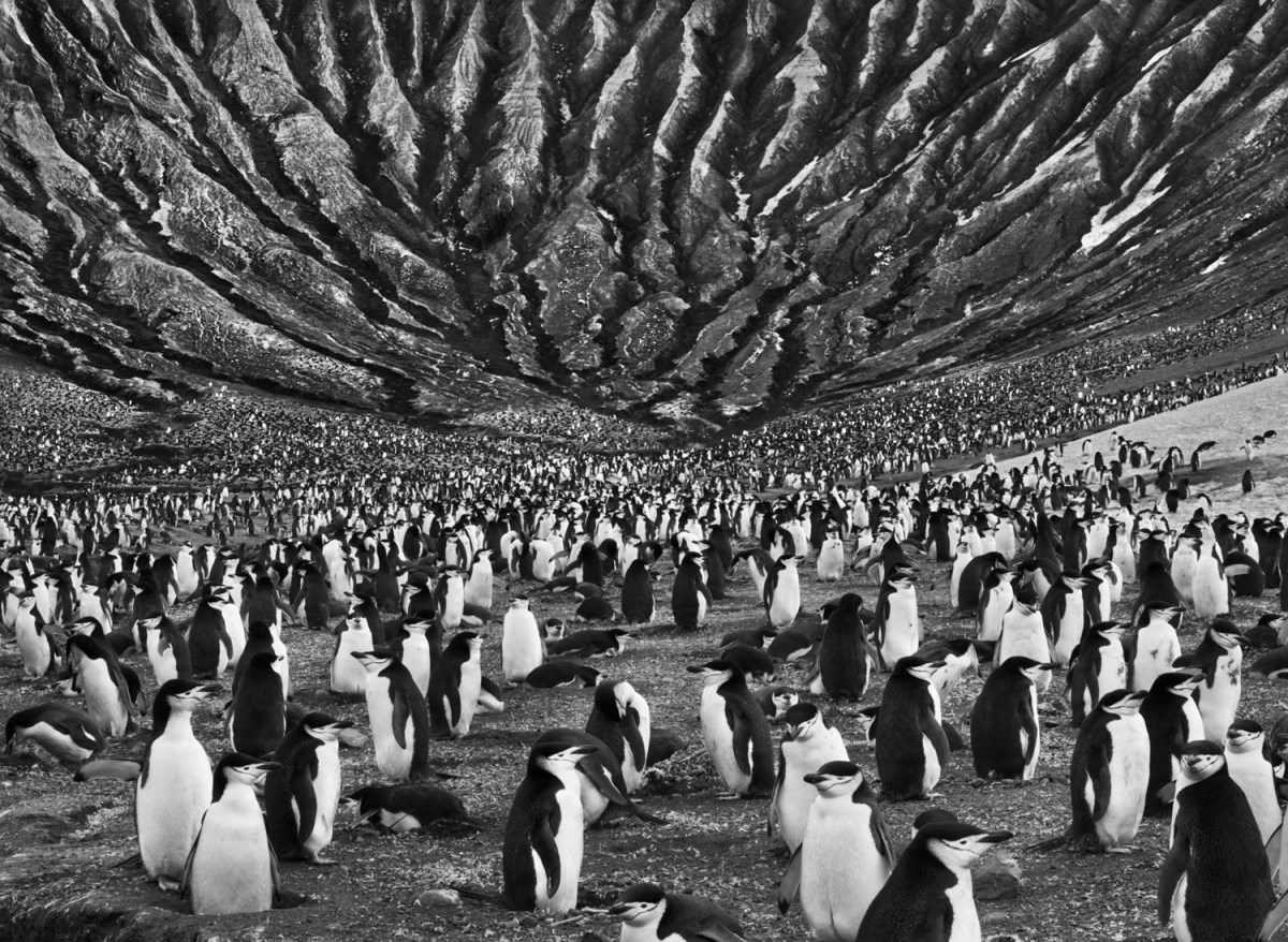 sebastiao-salgado-genesis-penguins