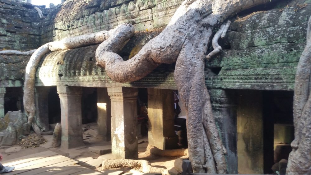 Tempio Di Ta Phrom, Angkor