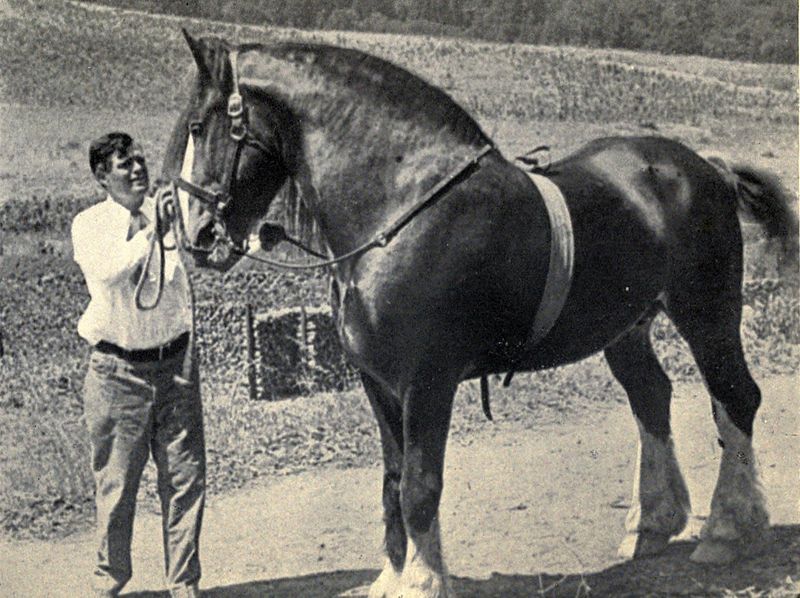 800px-jack_london_with_his_stallion_neuadd_hillside_1916