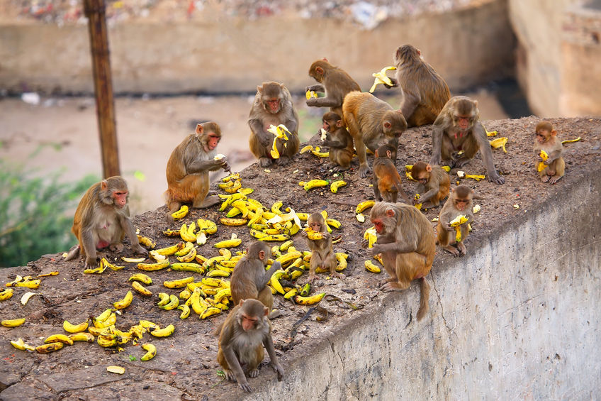 Group of rhesus macaques (macaca mulatta) eating bananas near galta temple in jaipur, india. the temple is famous for large troop of monkeys who live here. Photo credit: donyanedomam