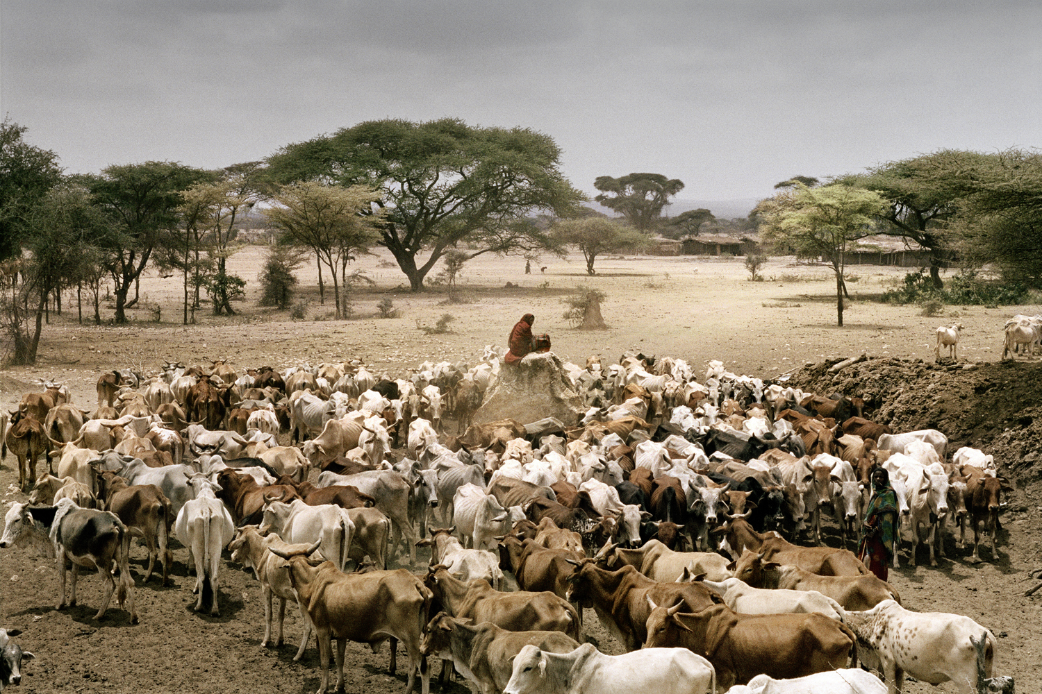 Durante la lunga siccità, nelle aride terre Borana nel sud dell’Etiopia, mandrie giunte da molto lontano si assembrano all’ingresso di un pozzo perenne nella zona di Erdar.